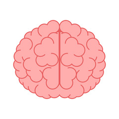 Brain isolated on white