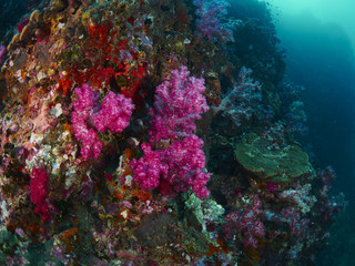Obraz na płótnie Canvas soft coral with diver