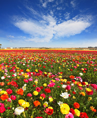 Spring flowering © Kushnirov Avraham