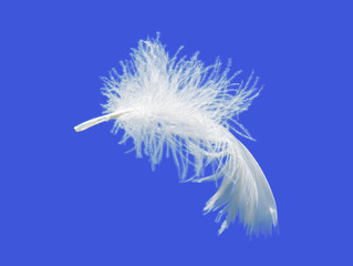 feather on blue sky background