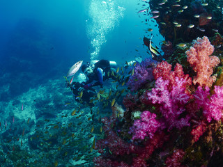 Fototapeta na wymiar soft coral with diver