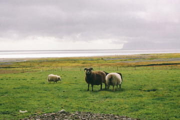 Sheep near ocean in Iceland, beautiful landscape