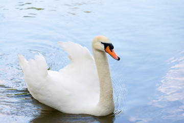 White swan on blue lake water in sunny day, swans on pond.