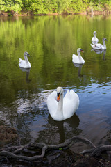 White swans on blue lake water in sunny day, swans on pond.