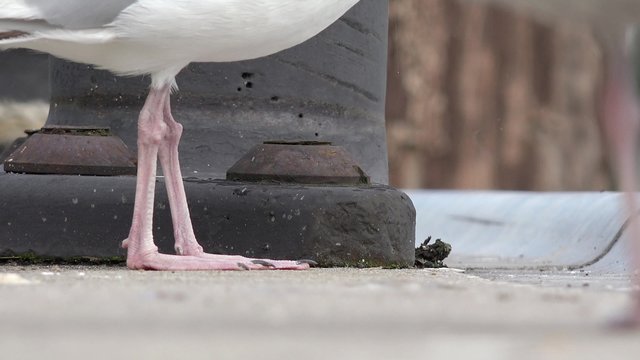 feet of the gull 