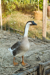 Goose