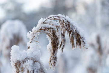 Closeup on reed covered with snow