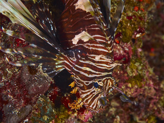 Spotfin Lionfish