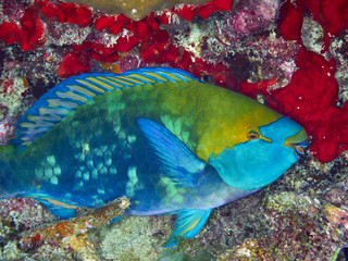 Fototapeta na wymiar Purplestreak Parrotfish