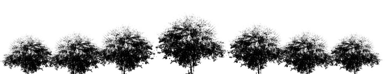 Silhouette of spreading tree