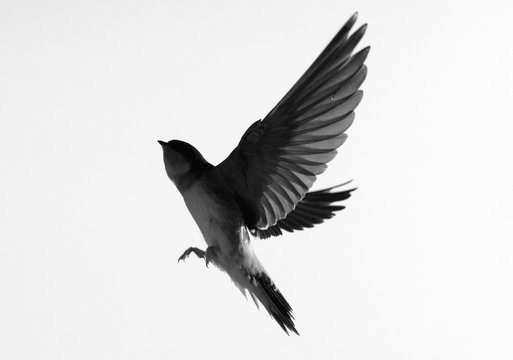 Swallow - silhouette