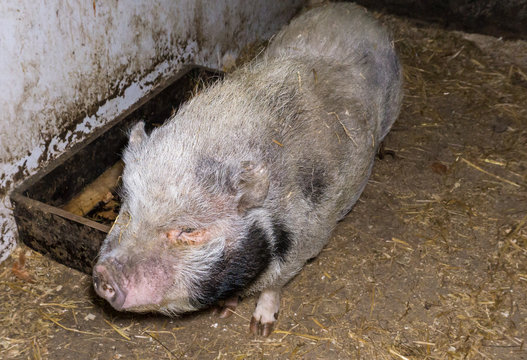 pig boar pigs farm