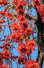 Fire of Pakistan flower blossom