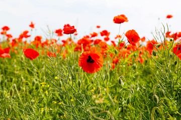 Red blooming poppy, huge field of blossoming flowers