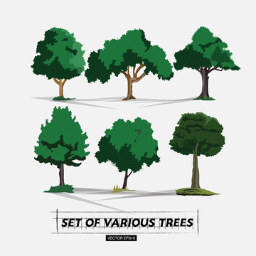 set of tree - vector