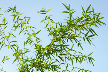 Bamboo Leaves Background