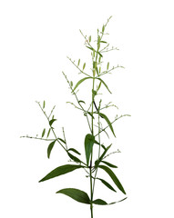 kariyat plant