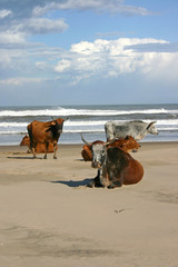 African Nguni Cows lying on a beach