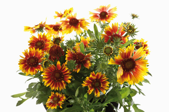 Kokardenblumen (Gaillardia pulchella), close-up