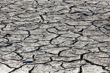 Dry lake bed with natural texture of cracked clay in perspective
