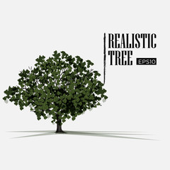 realistic tree - vector