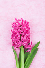 Hyazinthe (Hyacinthus)