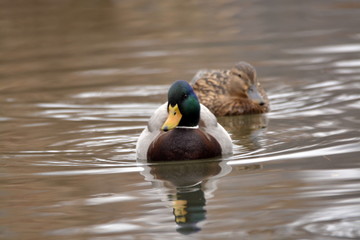 anatra e anatroccolo