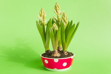 Hyazinthen in einer Schale