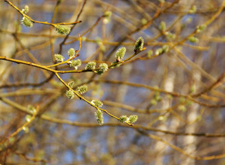 Бабочка на вербе