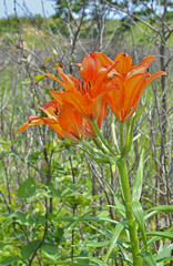 Wild lily (Lilium pensylvanicum) 8