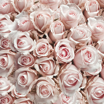 Pink vintage roses