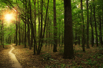 Obraz premium Forest with sunlight