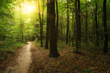 Forest with sunlight
