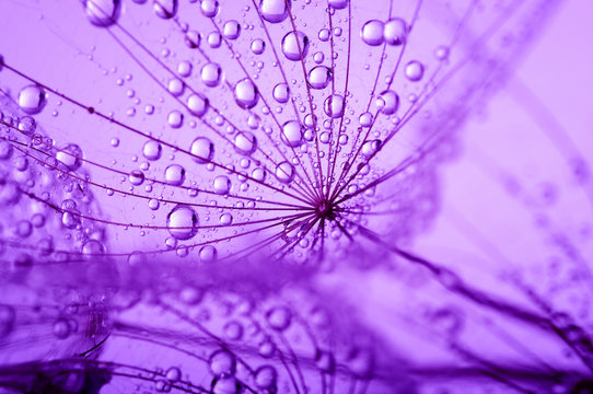 Fototapeta dandelion