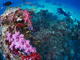 Naklejka na ściany i meble reef fish and coral grouper