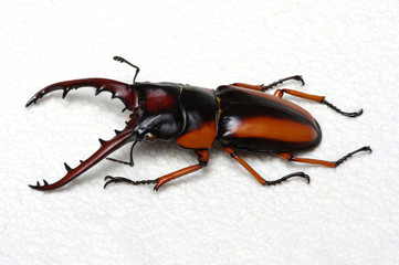 Stag beetle