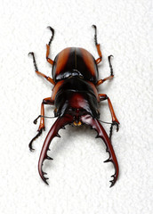 Stag beetle
