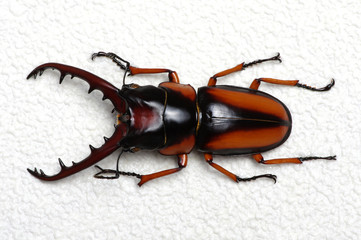 Stag beetle