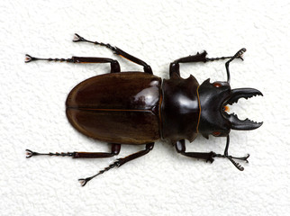 Stag beetle