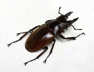 Stag beetle