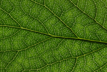  green leaf texture