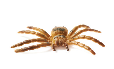Fake rubber spider toy isolated