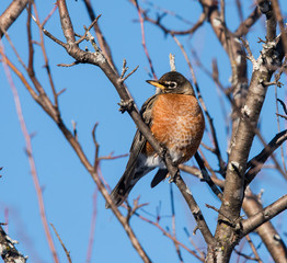 American Robin Eating Berries in Winter