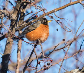 American Robin Eating Berries in Winter