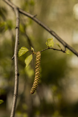 Spring birch buds and sunny day