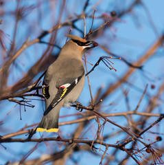 Bohemian Waxwing Eating Berries