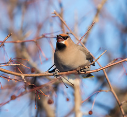 Bohemian Waxwing Eating Berries