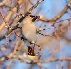 Bohemian Waxwing Eating Berries