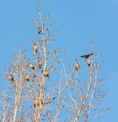 Flock of Bohemian Waxwing Perched on Tree