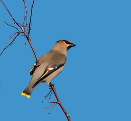 Bohemian Waxwing on Blue Sky